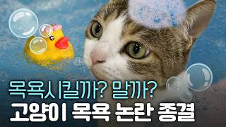 고양이는 그루밍 하니까 평생 안 씻어도 된다는데 정말일까?
