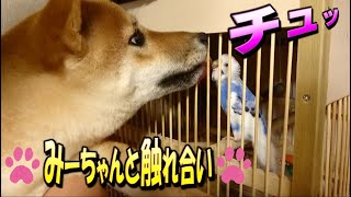 【キツネっぽい柴犬-すずちゃん#11】みーちゃんと触れ合い