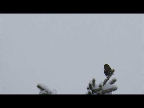 Red Crossbill with sound
