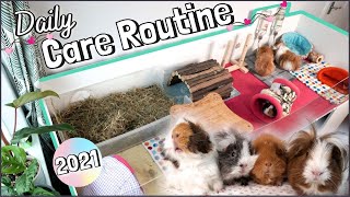 DAILY Guinea Pig Care Routine: Life with 4 Guinea Pigs!