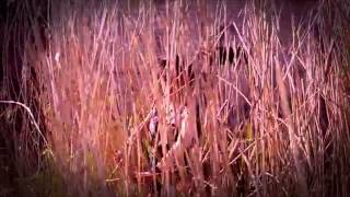 Download lagu Dominyka Budinavičiūtė 'Raudoni smėlio ruožai' I Klipvid 2014 mp3