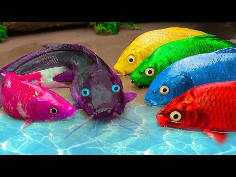 STOP MOTION ASMR Amazing -Funny animails Colorful Koi Fish Competing For Gifts, Carp, Catfish, Eel