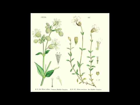 Silene - S/T [Full Demo]