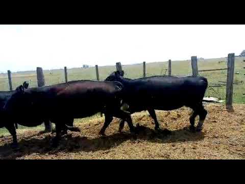 Vacas Preñadas - A. Angus