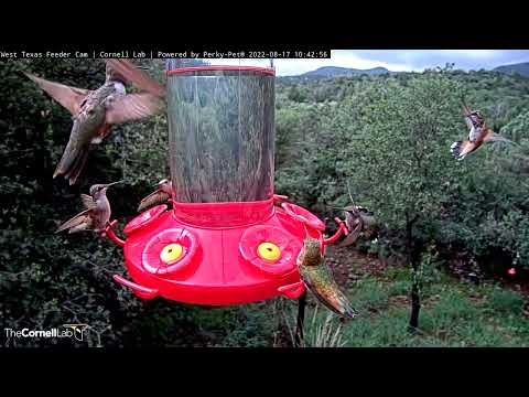 Can it Get Any Busier?!? Hungry Hummers Swarm West Texas Feeders | Aug 17, 2022 | Cornell Lab