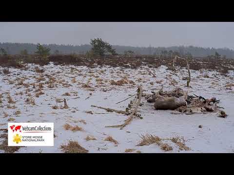 Store Mosse nationalpark - Live
