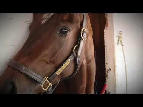 Contenders KO Wonder Gadot