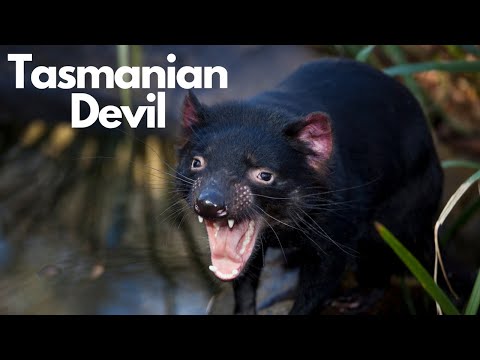 サルコフィルス・ハリシイ