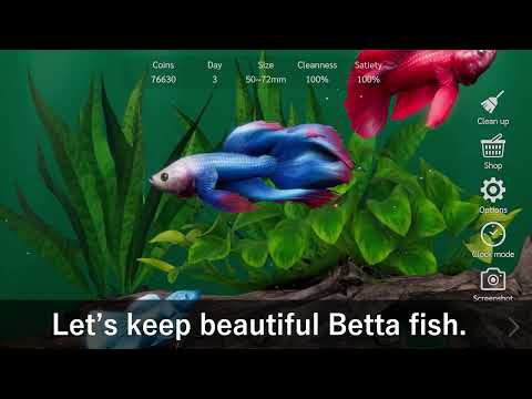 Bettarium - Betta Fish Tank
