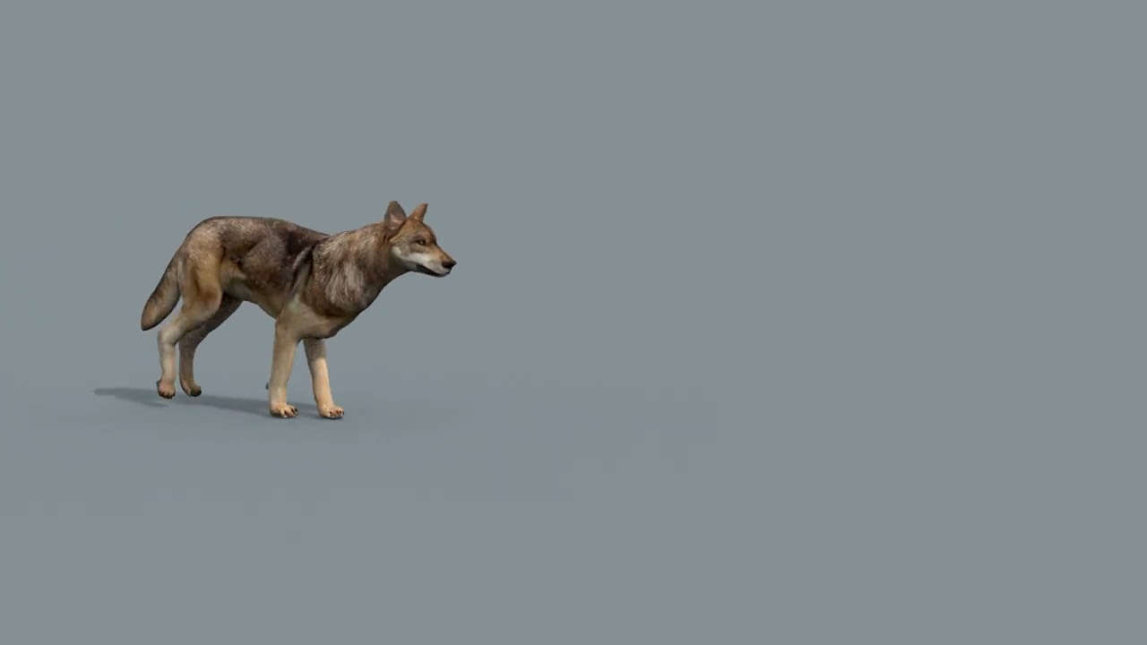 My Coyote - 3d animated coyote model 3D Model