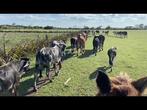 Paardrijden op het Cubaanse platteland in de omgeving van Las Tunas (2)