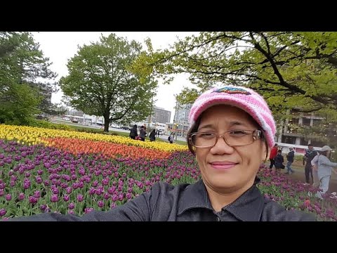 Travel. Beautiful Tulips Flowers at Ottawa Canada. My flashback trip.