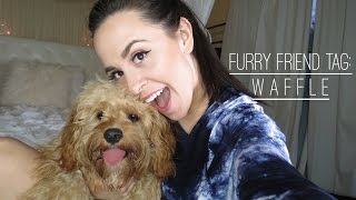 Furry Friend Tag: Waffle | MeganandLiz