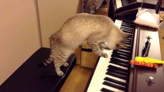Смотреть онлайн Талантливый кот играет мелодию на пианино