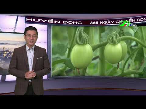 , title : 'Cà chua giống mới TO-383 - 365 ngày chuyển động 10/01/2022 | Lâm Đồng TV'