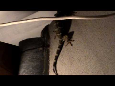 Madventures I - Thailand - Gecko