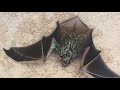 Bat In My Pool