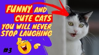 SUPER SHORTS PART 3 - FUNNY CATS AND CUTE