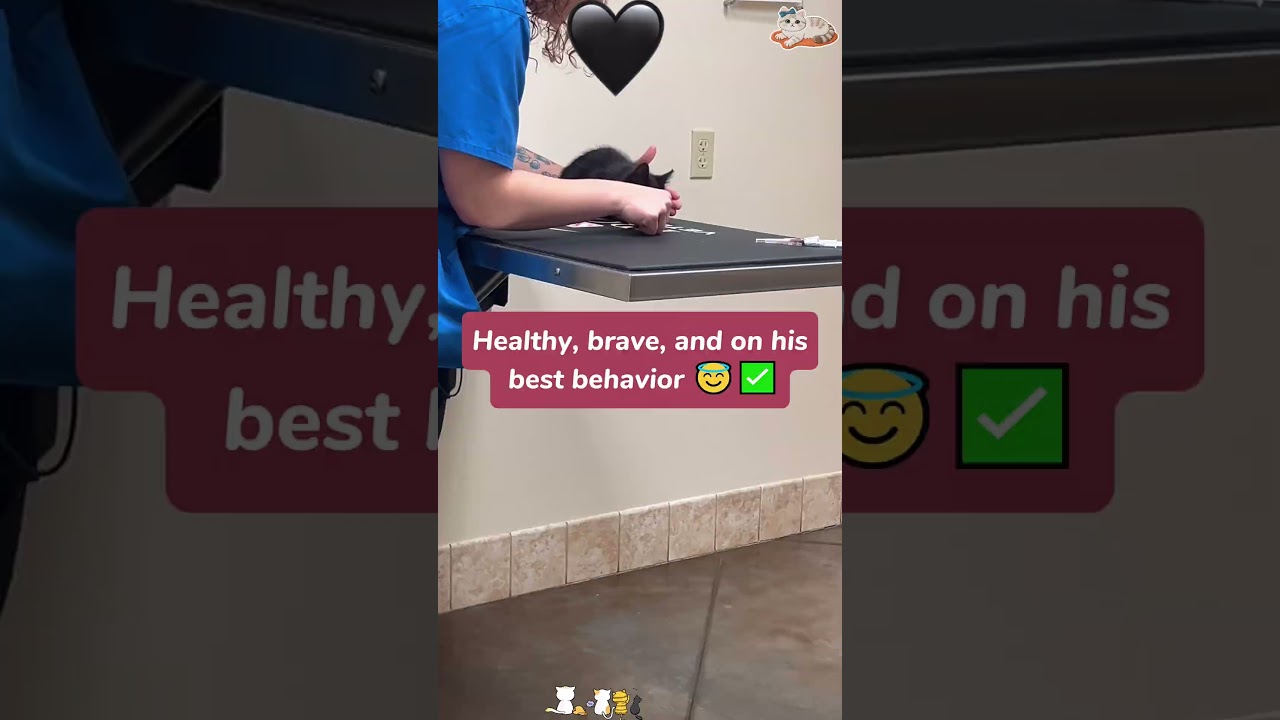 A balcony visitor turned into a permanent 