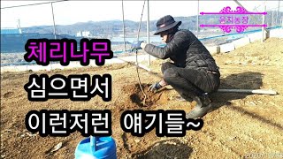머가 이리 바쁘고 여유가 없었는지~이제서야 체리나무 심고 있어요~ 아직  심을 곳이 남았다는거~ㅎㅎ