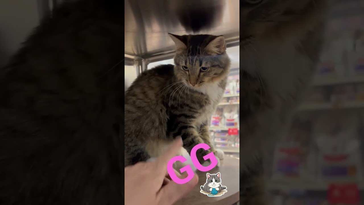 Enlarge GG, a ADOPTABLE Domestic Short Hair in Fullerton, CA video 3/3
