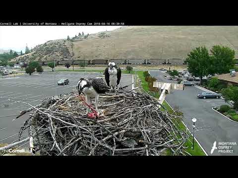 Monster Mountain Whitefish Brought To Hellgate Nest – Aug. 16, 2018