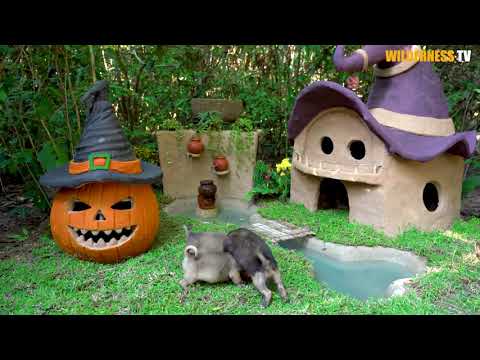 03 Dog Rescue And Building Mud Dog House With Fish Pond For Red Fish