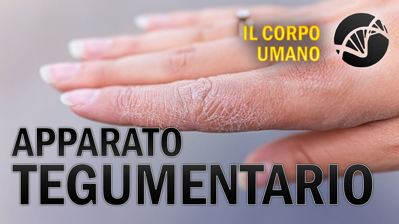 Apparato Tegumentario - Il Corpo Umano