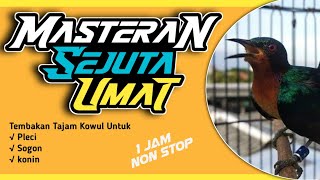 Download lagu MASTERAN MEWAH TEMBAKAN TAJAM KOWUL UNTUK BURUNG LOMBA PLECI - SOGON - KONIN #masteranburunglomba mp3