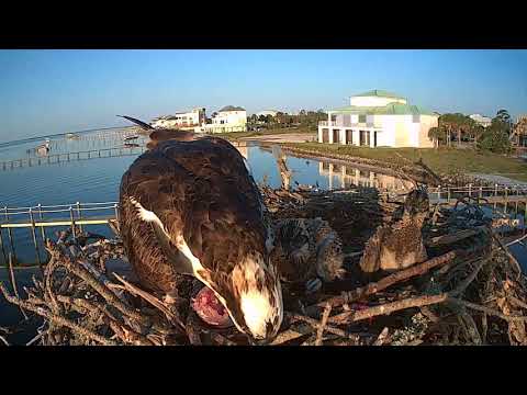 Osprey Chick day 23
