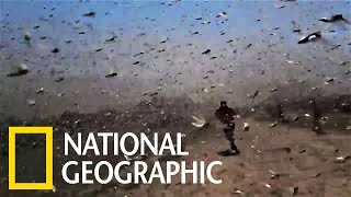 [問卦] 台灣有發生過綠禍嗎?