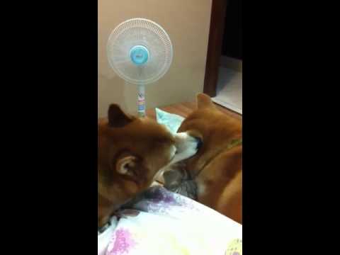 這………舔成這樣是怎麼回事啊~=.=(原發表者:歐介&紅荳拔)(影片)