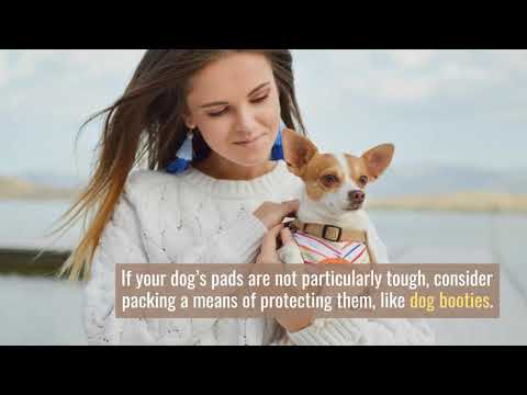 Dog Bug Out Bag Kit: Why and What to Include