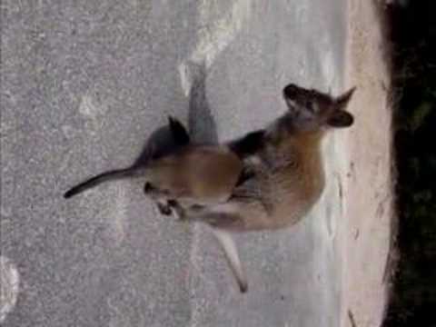 Agnes en Stephanie met een tamme kangeroe