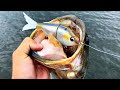You'll NEVER Fish a Swimbait the same way after Watching THIS...