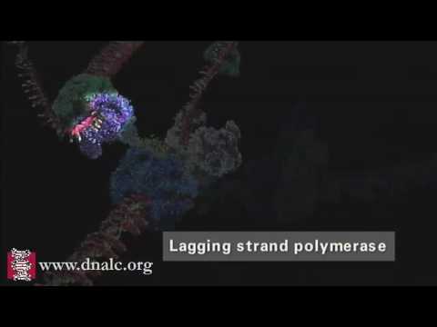 DNA複製のメカニズム (特論) (Mechanism of DNA Replication (Advanced))