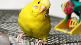 What Are Common Bird Illnesses? | Pet Bird