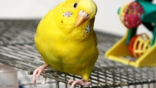 What Are Common Bird Illnesses? | Pet Bird