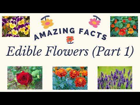 Garden Gastronomy: Exploring the Beauty and Flavors of Edible Flowers Part 1