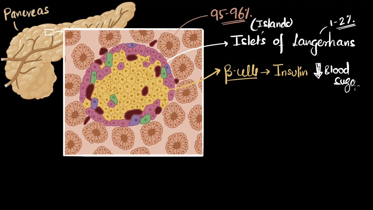 Video thumbnail for Pancreas  insulin & glucagon (PK)