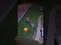Just some javelina fighting over a pumpkin