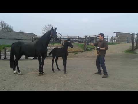 Memory D'Harduémont (Ibiza x Don Primero)