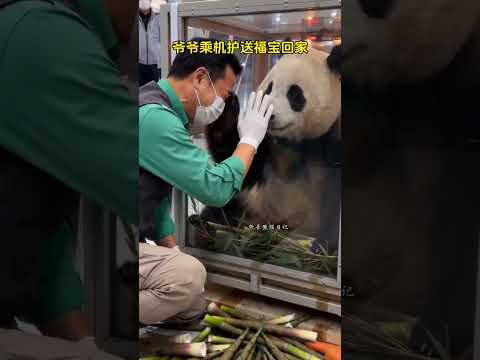 姜隨機護送福寶回老家 老薑跟隨乘坐飛機互送福寶回老家還是忍不住的傷心難過止不住的哭泣～ #大熊貓福寶 #姜爺爺 #福寶和爺爺 #福寶 #來這吸熊貓