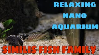 Relaxing Small Aquarium - Destress Music - Dwarf African Similis Family