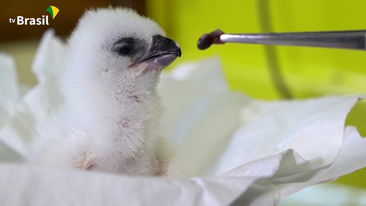 Hidrelétrica de Itaipu: tecnologias a serviço do desenvolvimento