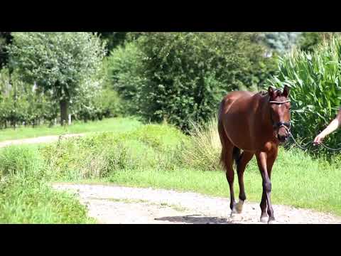 Maestro, D-Power AT x Mac Genius, hengst geb: 2019