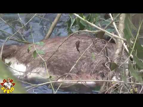 Tristeza toma conta do Repórter do Mato ao encontrar um Capivara morta no Rio São Lourenço