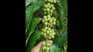 Download lagu klon kriting Jember hasil 5 thon greenbeen,kebun mas Erfan paceh Jember jatim mp3