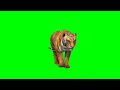 Green Screen Tiger Status