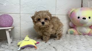 ハーフ犬の動画01